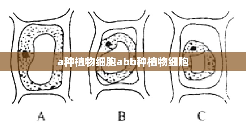 a种植物细胞abb种植物细胞