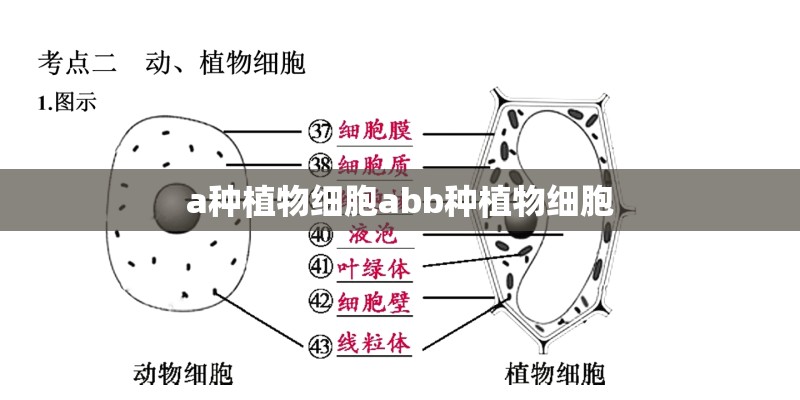 a种植物细胞abb种植物细胞