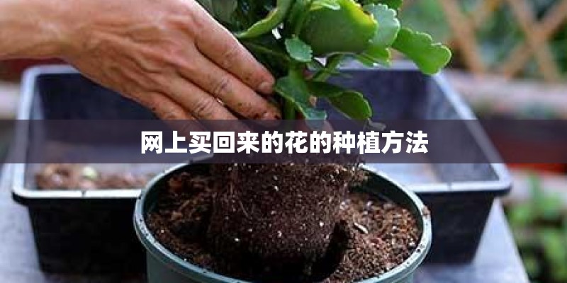 网上买回来的花的种植方法