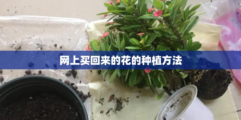 网上买回来的花的种植方法