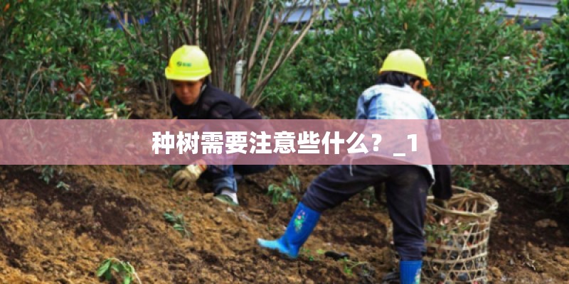 种树需要注意些什么？_1