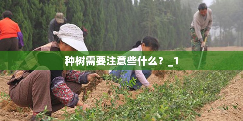 种树需要注意些什么？_1