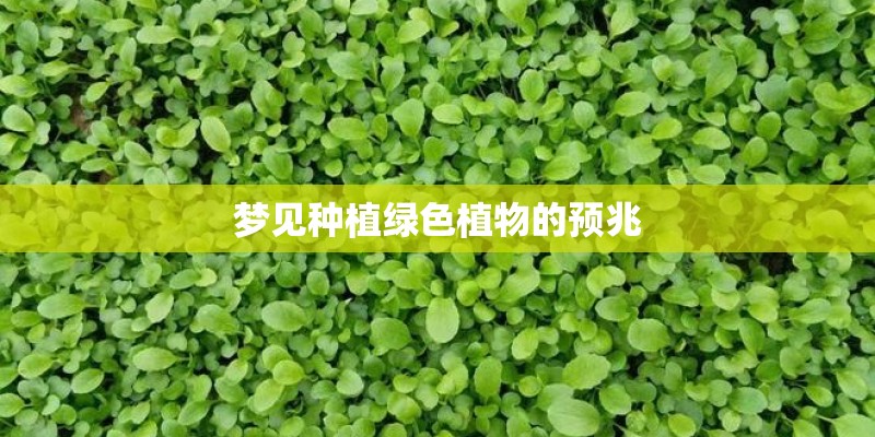 梦见种植绿色植物的预兆