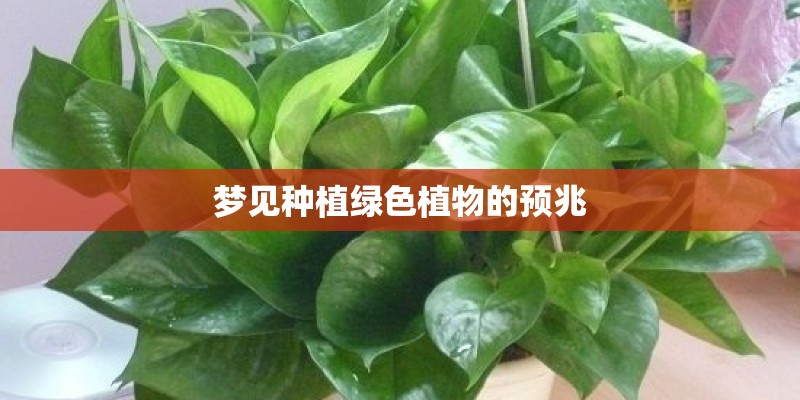 梦见种植绿色植物的预兆