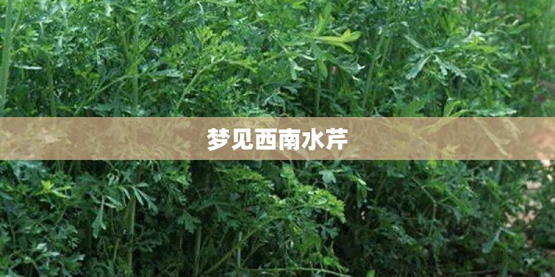 梦见西南水芹