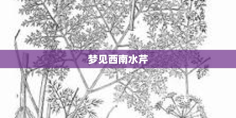 梦见西南水芹