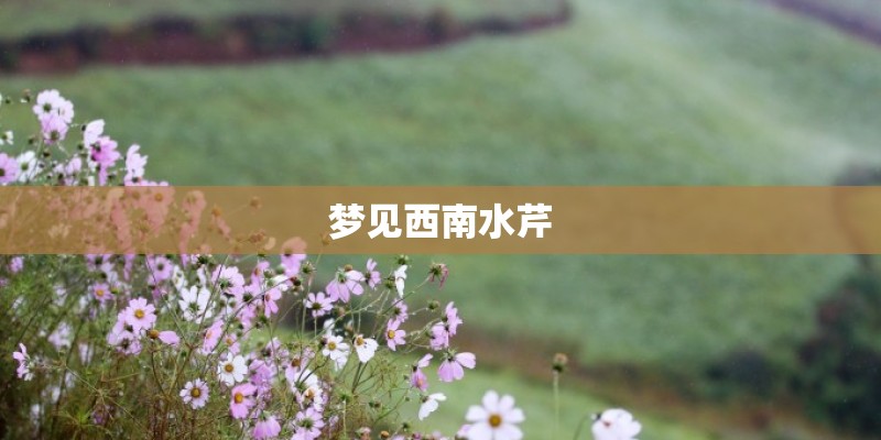 梦见西南水芹