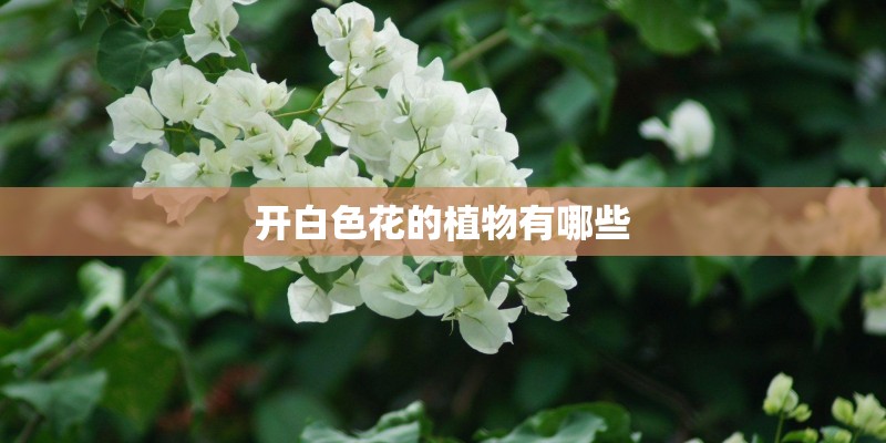 开白色花的植物有哪些