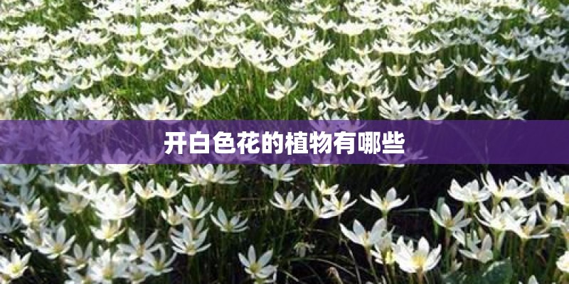 开白色花的植物有哪些