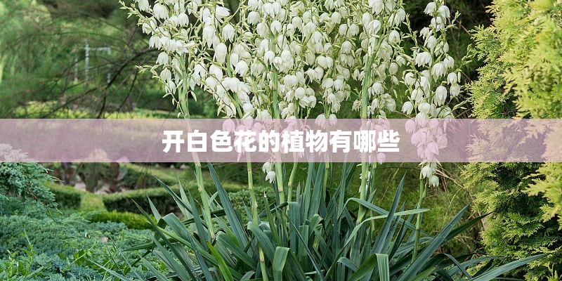 开白色花的植物有哪些