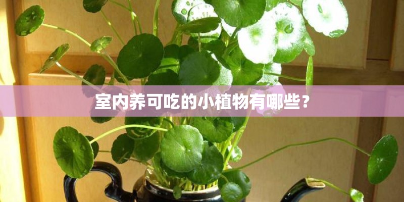 室内养可吃的小植物有哪些? 室内养可吃的小植物有哪些?