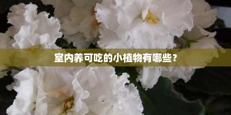 室内养可吃的小植物有哪些? 室内养可吃的小植物有哪些?