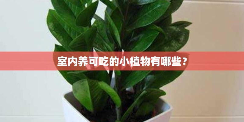 室内养可吃的小植物有哪些? 室内养可吃的小植物有哪些?