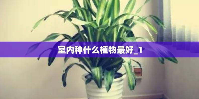 室内种什么植物最好_1