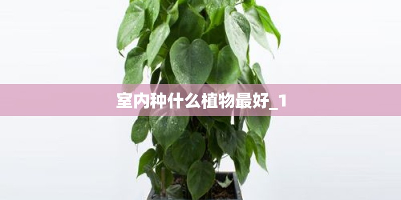 室内种什么植物最好_1