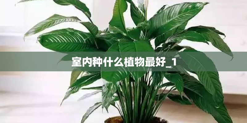 室内种什么植物最好_1