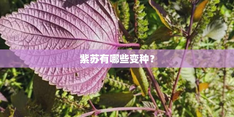 紫苏有哪些变种？