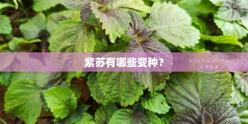 紫苏有哪些变种？