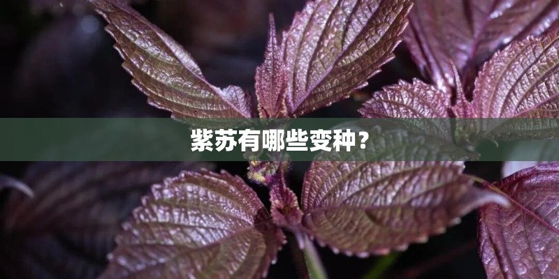 紫苏有哪些变种？