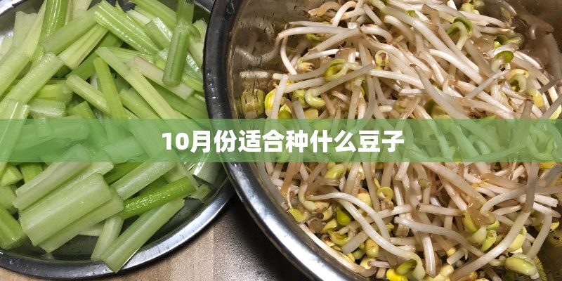 10月份适合种什么豆子