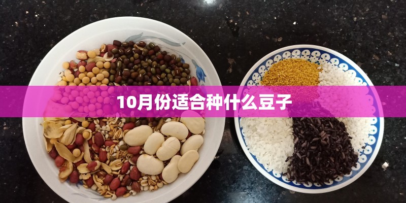 10月份适合种什么豆子