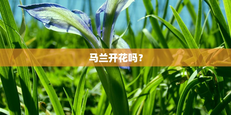 马兰开花吗？