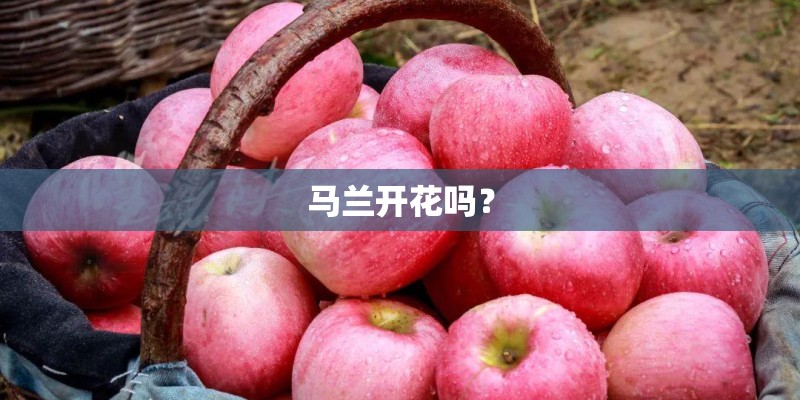 马兰开花吗？