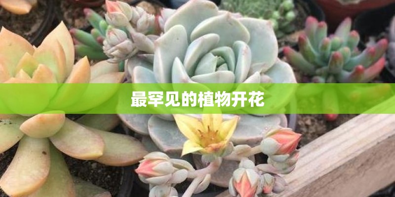最罕见的植物开花 最罕见的植物开花