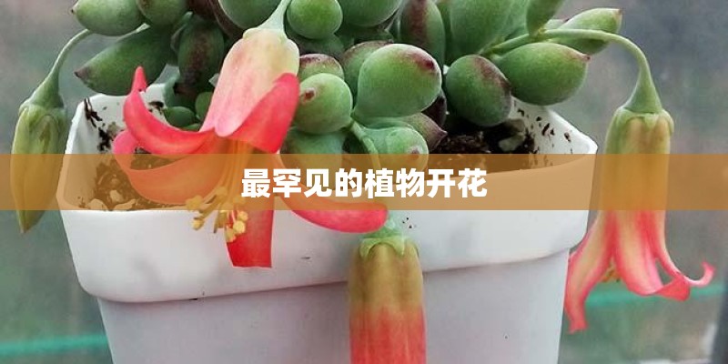 最罕见的植物开花 最罕见的植物开花