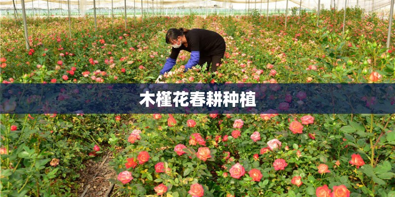 木槿花春耕种植 木槿花春耕种植