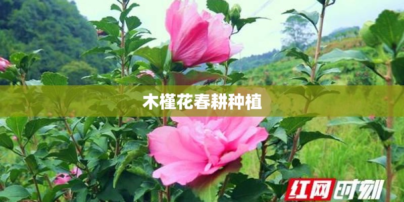 木槿花春耕种植 木槿花春耕种植