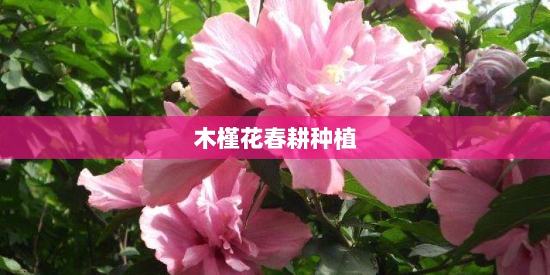 木槿花春耕种植 木槿花春耕种植