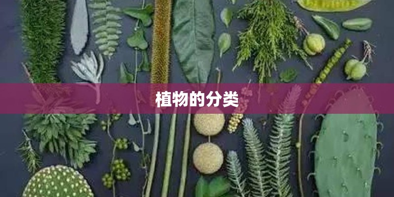 植物的分类 植物的分类