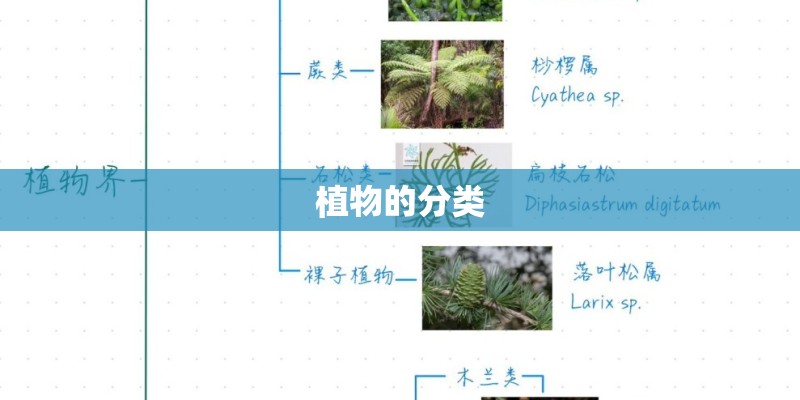 植物的分类 植物的分类