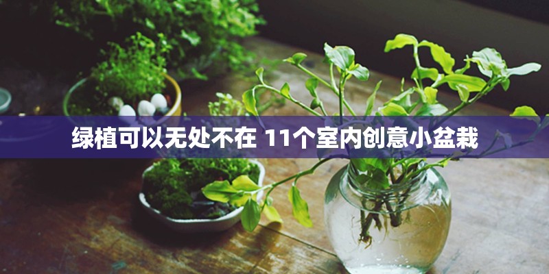 绿植可以无处不在 11个室内创意小盆栽 绿植可以无处不在 11个室内创意小盆栽