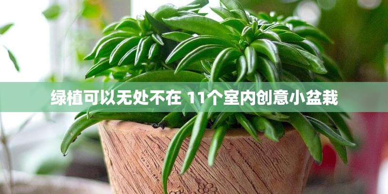 绿植可以无处不在 11个室内创意小盆栽 绿植可以无处不在 11个室内创意小盆栽