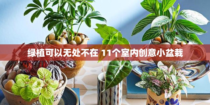 绿植可以无处不在 11个室内创意小盆栽 绿植可以无处不在 11个室内创意小盆栽