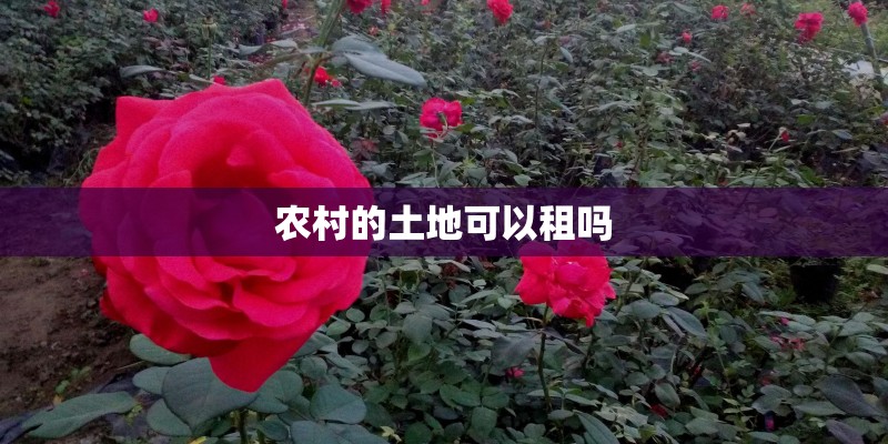 农村的土地可以租吗