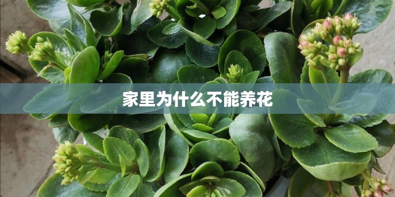 家里为什么不能养花 家里为什么不能养花