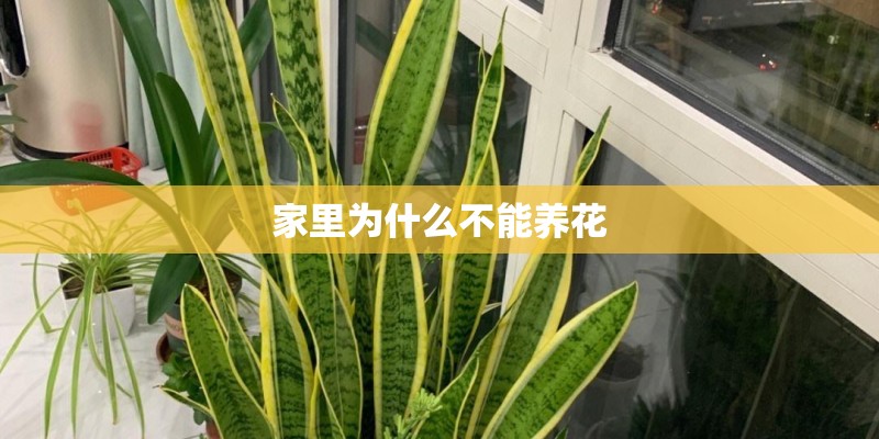 家里为什么不能养花 家里为什么不能养花