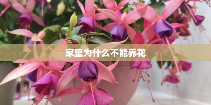 家里为什么不能养花 家里为什么不能养花