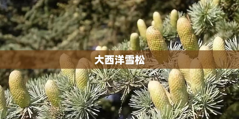 大西洋雪松 大西洋雪松