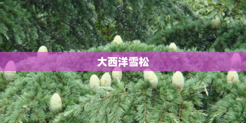 大西洋雪松 大西洋雪松