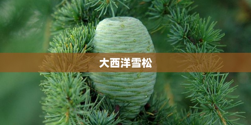 大西洋雪松 大西洋雪松