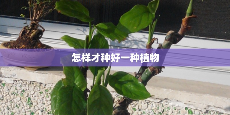 怎样才种好一种植物