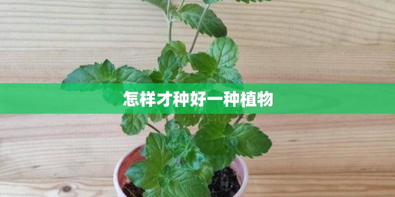 怎样才种好一种植物