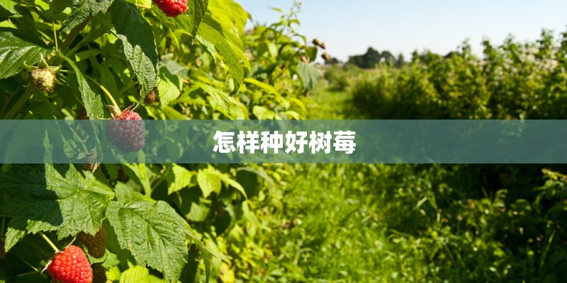 怎样种好树莓
