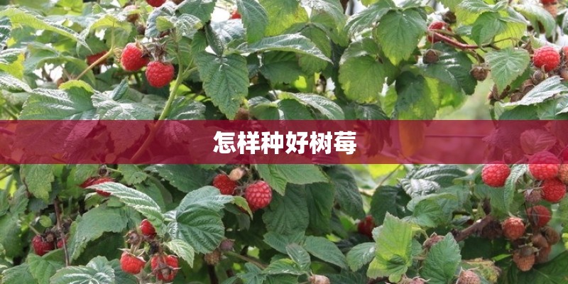 怎样种好树莓