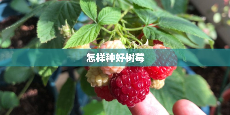 怎样种好树莓