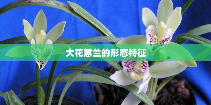 大花蕙兰的形态特征